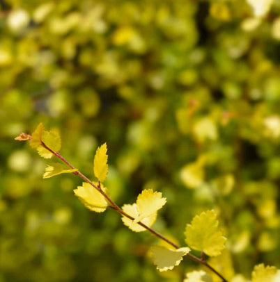 Betula pendula Wades Golden Birch