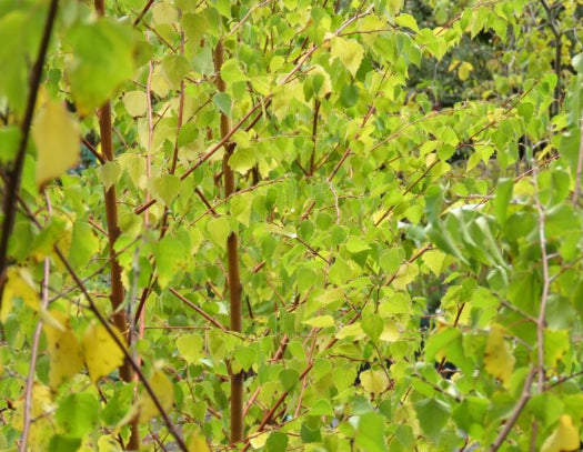 Betula pendula Wades Golden Birch
