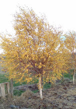 Load image into Gallery viewer, Betula pendula Wades Golden Birch
