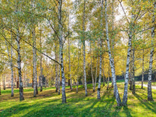 Load image into Gallery viewer, Betula pendula Wades Golden Birch
