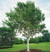 Load image into Gallery viewer, Betula utilis Jacquemontii
