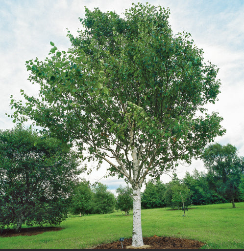 Betula utilis Jacquemontii