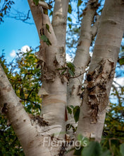 Load image into Gallery viewer, Betula utilis Jacquemontii Himalayan Birch
