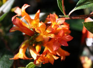 Billardiera ringens