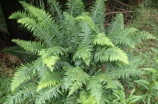 Blechnum nudum Fish Bone Water Fern