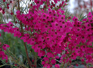 Boronia Celebration