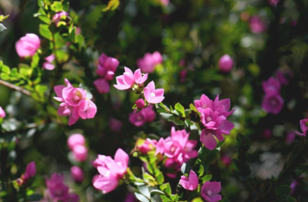 Boronia Flamingo