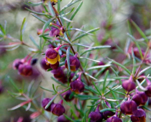 Boronia megastigma Brown Boronia