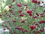 Boronia megastigma Dark Prince