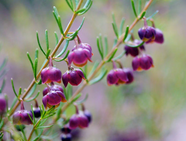 Boronia megastigma Heaven Scent