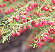 Boronia megastigma Jack McGuires Red
