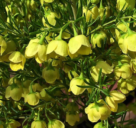 Boronia megastigma Lutea