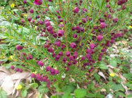 Boronia Plum Bells PBR