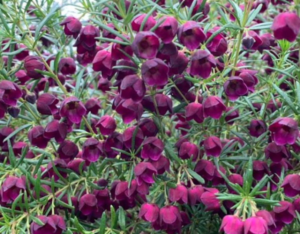 Boronia Purple Jared