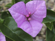 Bougainvillea Bambino Bluey