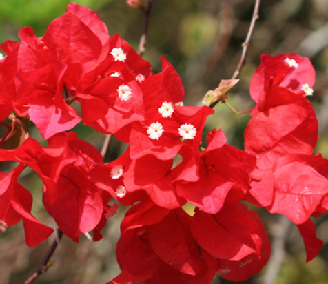 Bougainvillea Bambino Firefly