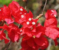 Bougainvillea Bambino Firefly