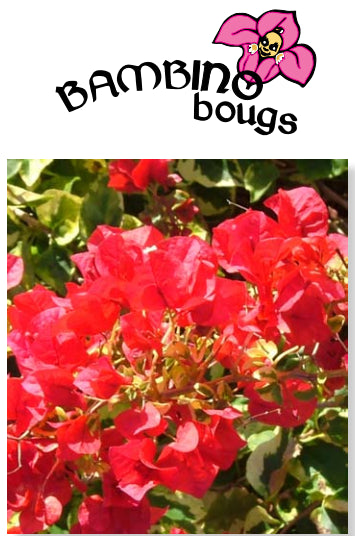 Bougainvillea Bambino Jezebel