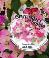 Bougainvillea Bambino Majik
