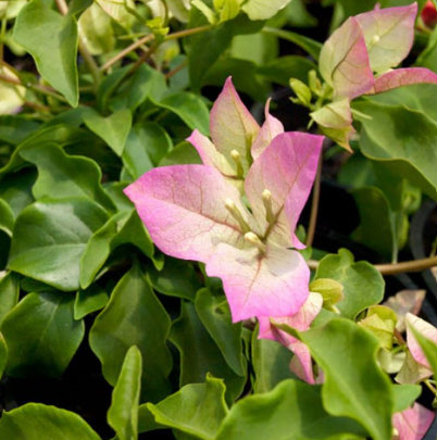 Bougainvillea Bambino Majik