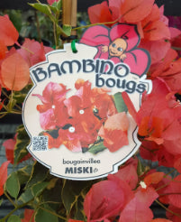 Bougainvillea Bambino Miski