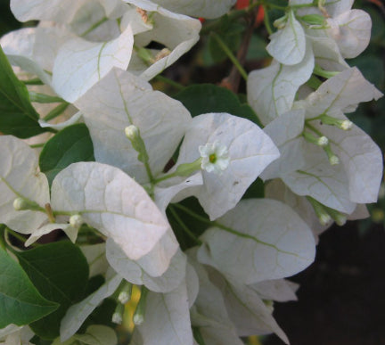 Bougainvillea Bambino Panda