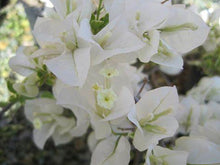 Load image into Gallery viewer, Bougainvillea Bambino Panda
