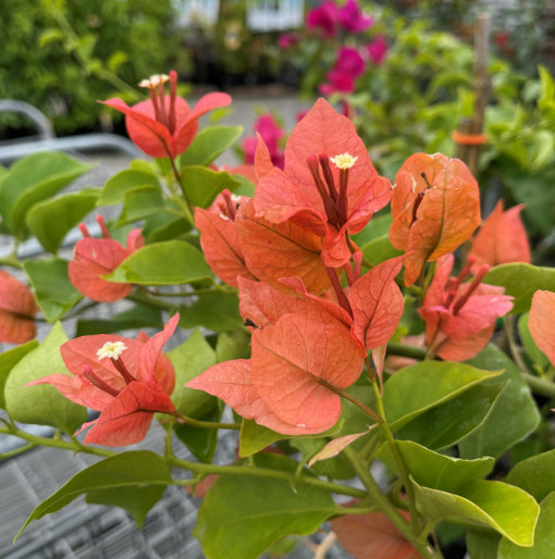 Bougainvillea Bambino Pedro