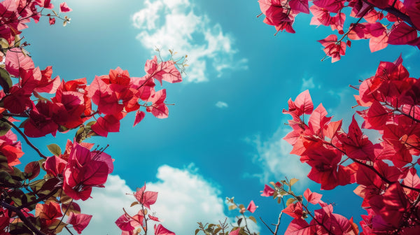 Bougainvillea Bambino Sunrise