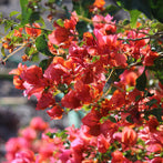 Bougainvillea Bambino Sunrise
