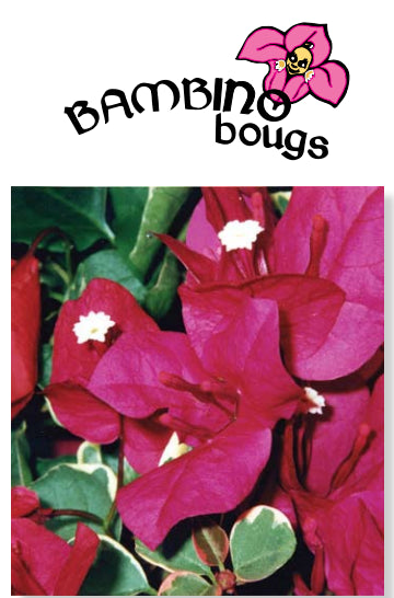 Bougainvillea Bambino Zuki