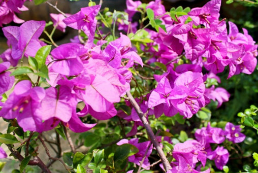 Bougainvillea Bambino Zulu