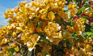 Bougainvillea Hawaiian Gold