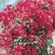 Bougainvillea Mrs Butt