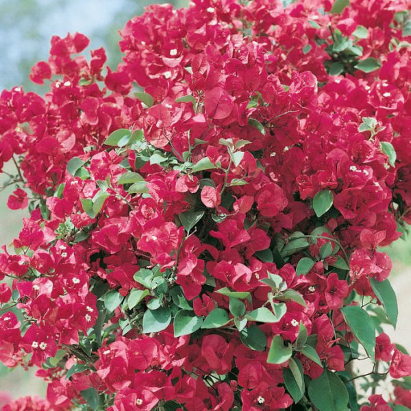 Bougainvillea Mrs Butt