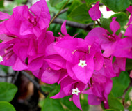 Bougainvillea Mrs H.C. Buck
