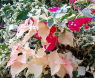 Bougainvillea Raspberry Ice