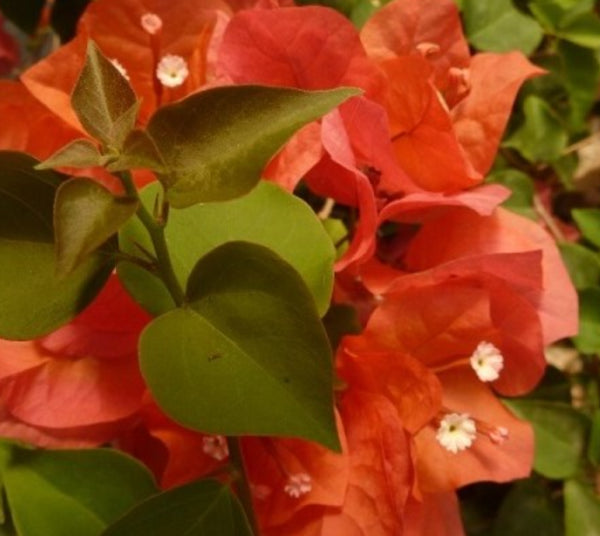 Bougainvillea glabra Red Dragon Red Zed