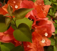 Bougainvillea glabra Red Dragon Red Zed