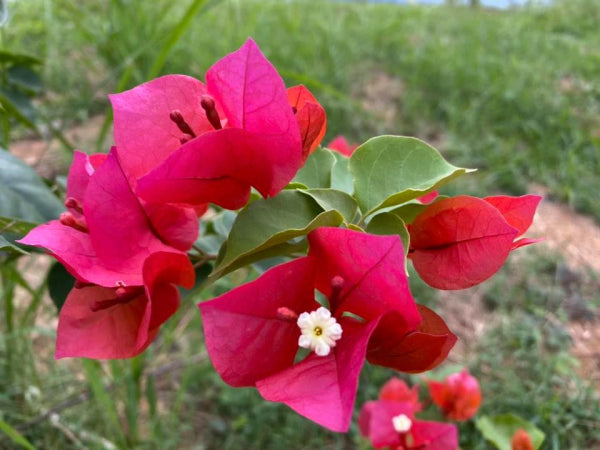 Bougainvillea Scarlet Glory