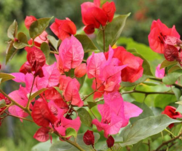 Bougainvillea Scarlet O Hara