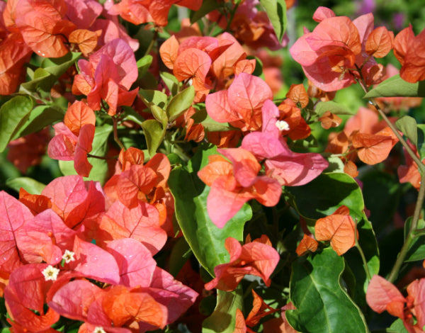 Bougainvillea Tango
