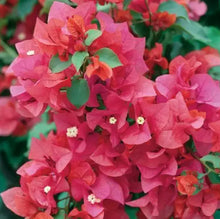 Load image into Gallery viewer, Bougainvillea Temple Fire
