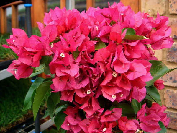 Bougainvillea Vera Blakeman