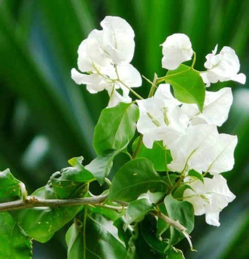 Bougainvillea White Cascade