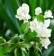 Bougainvillea White Cascade