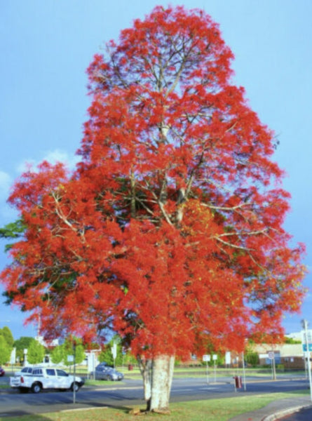 Brachychiton acerifolius Illawarra Flame Tree