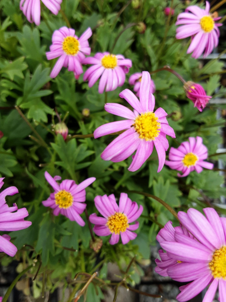 Brachyscome angustifolia Hot Candy