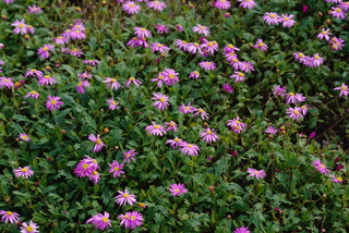 Brachyscome angustifolia Hot Candy