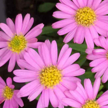 Brachyscome angustifolia Pink